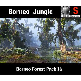 Borneo Forest  HD